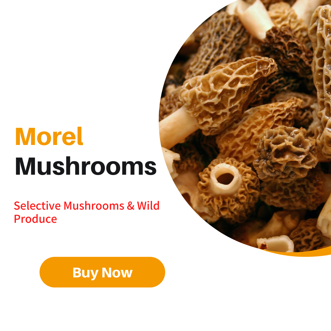 High Altitude Mushrooms